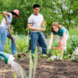 A group of young people gardening together on an alltoment.