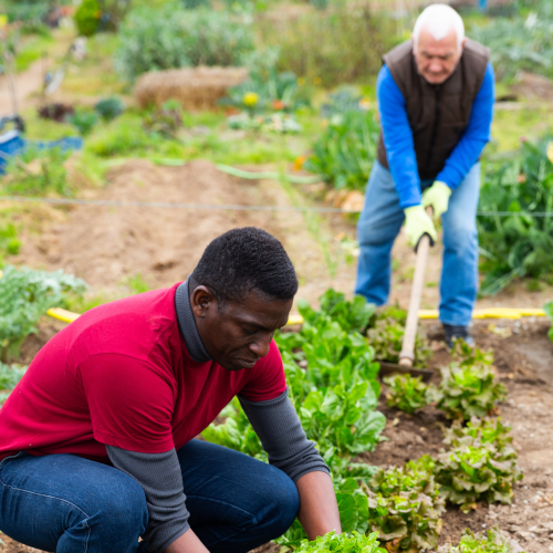 Two men gardening together on an abundant allotment plot.