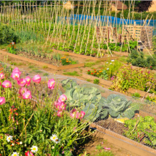 A traditional allotment plot, with raised beds and soil paths. In the foreground there are pink flowers and cabbages, in the backgroun there are bamboo supports for beans and compost bins.