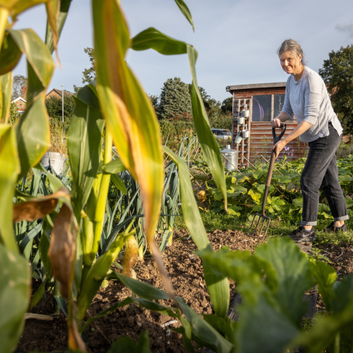 An older white woman digging with a long handled gardening fork on an allotment. In the foreground there is a ripe sweetcorn plant and in the background there is a shed. The woman is smiling, the sun is shining. The allotment plot is culitivated and abundant.