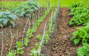 An allotment plot, with rows of artichokes, peas and rhubarb growing in healthy soil.