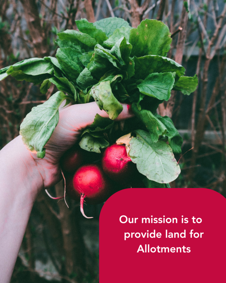 Our mission is to provide land for Allotments. Image of a hand holding a freshly harvested bunch of radishes.
