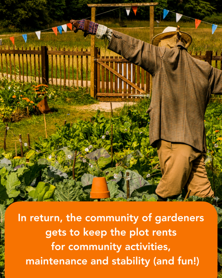 Text reads: In return, the community of gardeners gets to keep the rents, for community activities, maintenance and stability (and fun!). Image of a productive summer allotment with a scarecrow and bunting.
